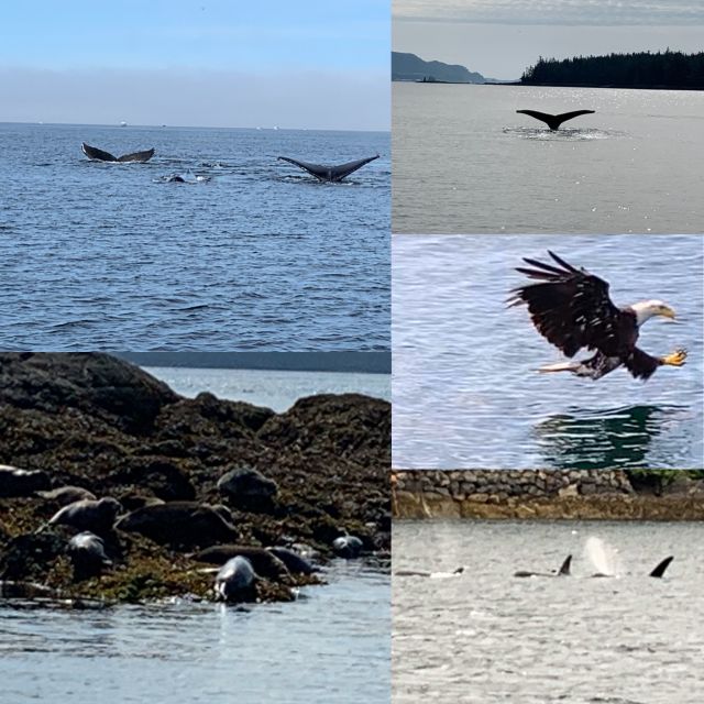 Ketchikan: Marine Wildlife and Whale Watching Boat Tour - Humpbacks, killer whales, and the waiting game