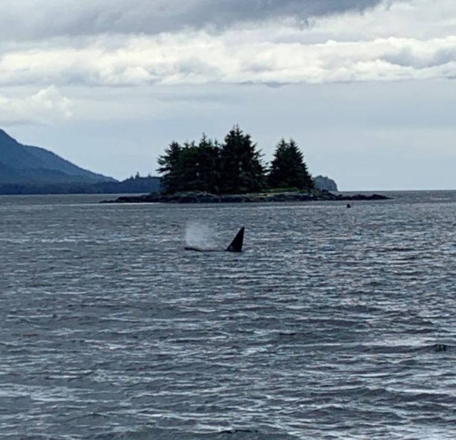 Ketchikan: Marine Wildlife and Whale Watching Boat Tour - What the $198 price really buys you