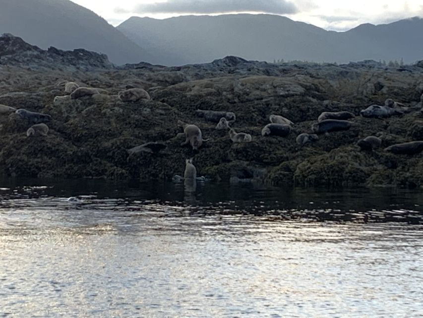 Ketchikan: Marine Wildlife and Whale Watching Boat Tour - Staying comfortable in Ketchikan weather