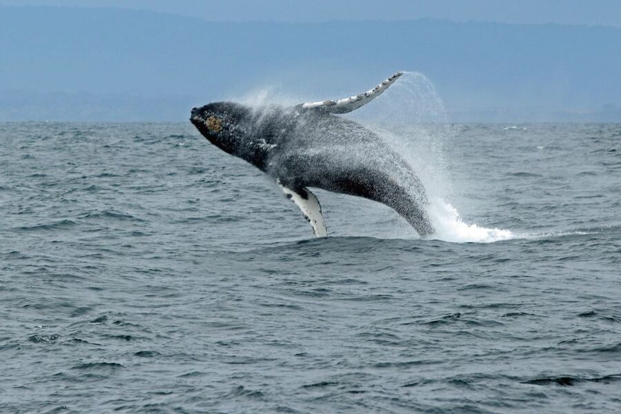 Ketchikan: Marine Wildlife and Whale Watching Boat Tour - Who will get the most from this cruise