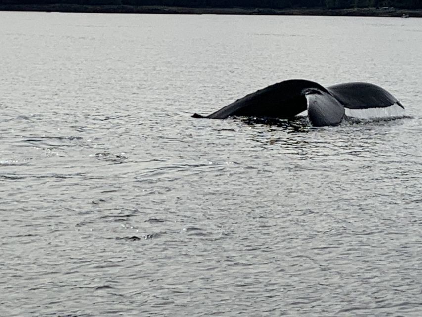 Ketchikan: Marine Wildlife and Whale Watching Boat Tour - The first 25 minutes on the water