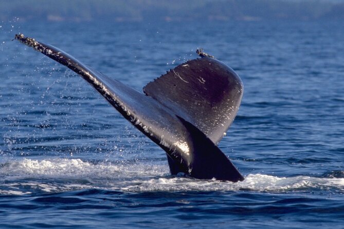 Ketchikan Ultimate Whale Watching, Wildlife, & Wilderness Dining - What the $599 Ketchikan boat trip includes