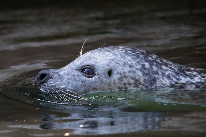 Ketchikan Ultimate Whale Watching, Wildlife, & Wilderness Dining - Who should book this experience?