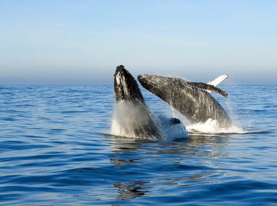 Knysna: Close Encounter Whale Watching Tour by Boat - Should you book it?