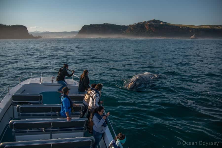 Knysna: Close Encounter Whale Watching Tour by Boat - The boat ride is part of the adventure