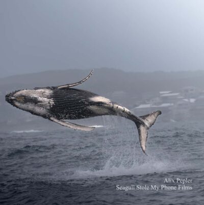 Knysna: Close Encounter Whale Watching Tour by Boat