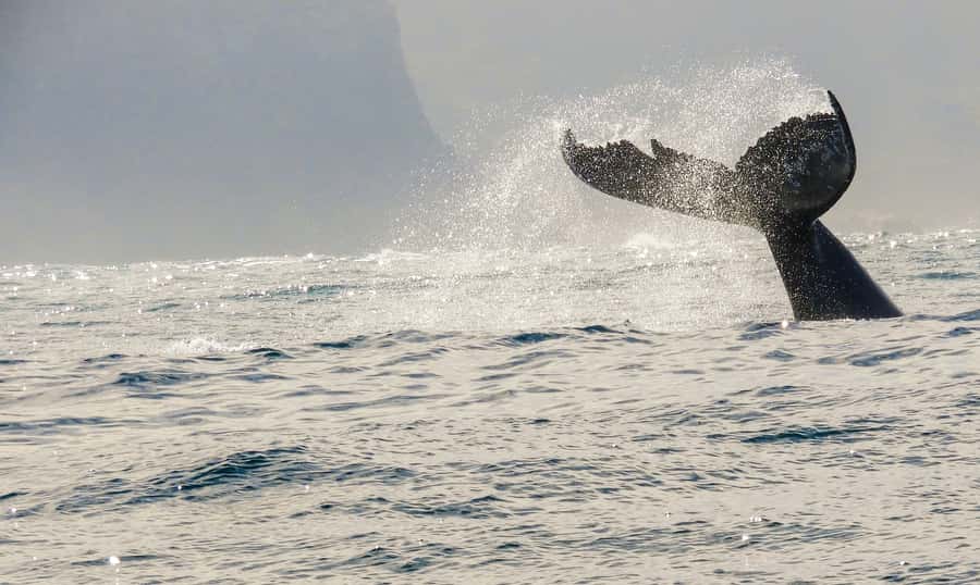 Knysna: Close Encounter Whale Watching Tour by Boat - Why the small capacity matters
