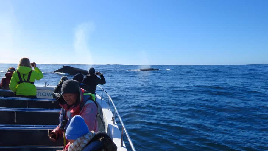 Knysna: Close Encounter Whale Watching Tour by Boat - Timing, cancellations, and the wildlife gamble