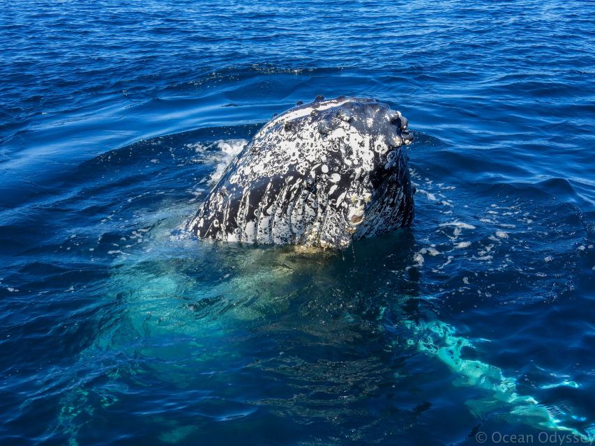 Knysna: Close Encounter Whale Watching Tour by Boat - Is $113 a fair price?