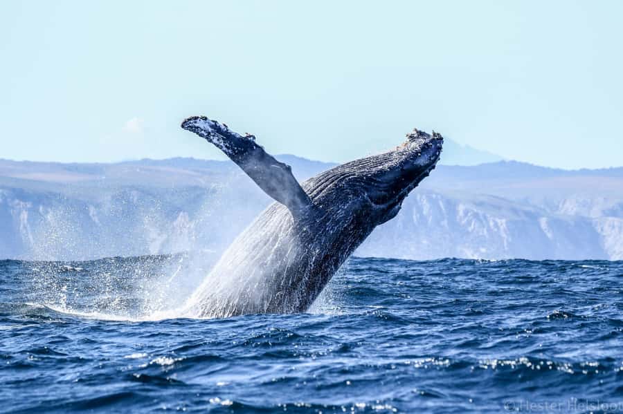 Knysna: Close Encounter Whale Watching Tour by Boat - The best time to book your place