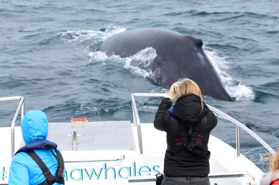 Knysna: Close Encounter Whale Watching Tour by Boat - Who should book this Knysna whale tour?