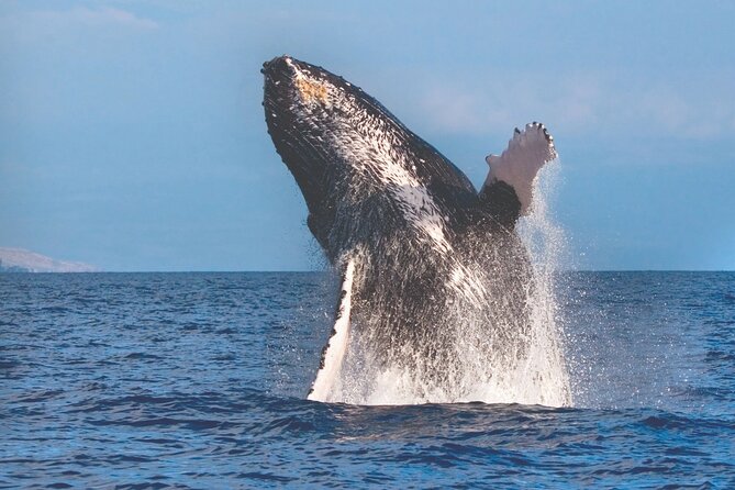 Kona Deluxe Catamaran Whale Watch - Key points to know before booking