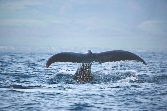 Kona Deluxe Catamaran Whale Watch - Is $109 a fair price?