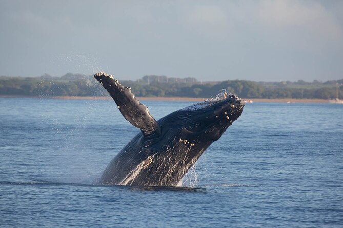 Kona Deluxe Catamaran Whale Watch - Who will enjoy the Spirit of Aloha most