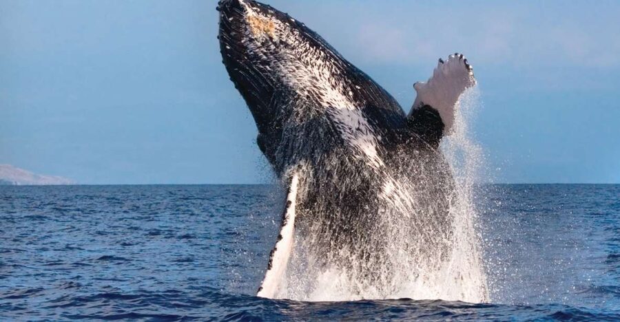 Kona Deluxe Catamaran Whale Watching Cruise - Key points at a glance