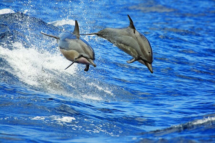 Kona Deluxe Catamaran Whale Watching Cruise - How much value you get for $109