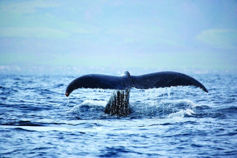 Kona Deluxe Catamaran Whale Watching Cruise - My verdict: book it if you have time for a second chance