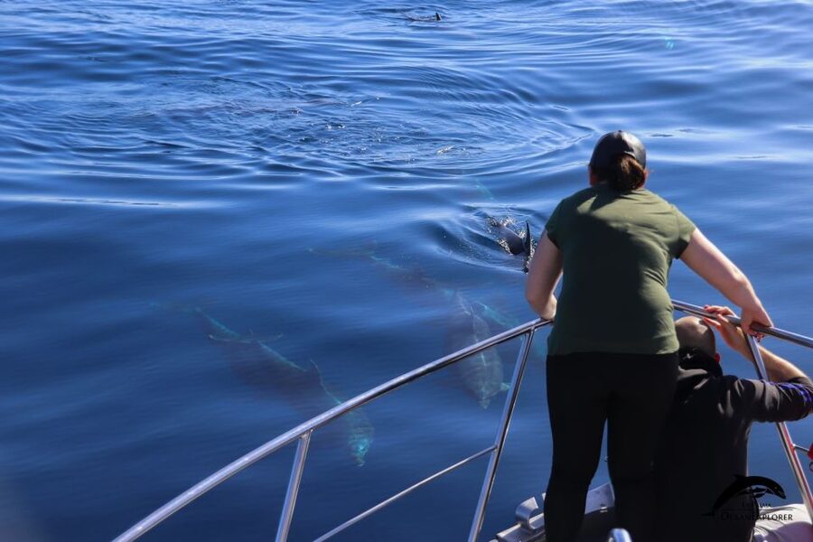 La Palma: Whale Watching Experience and Coastal Highlights - Key points to know before boarding