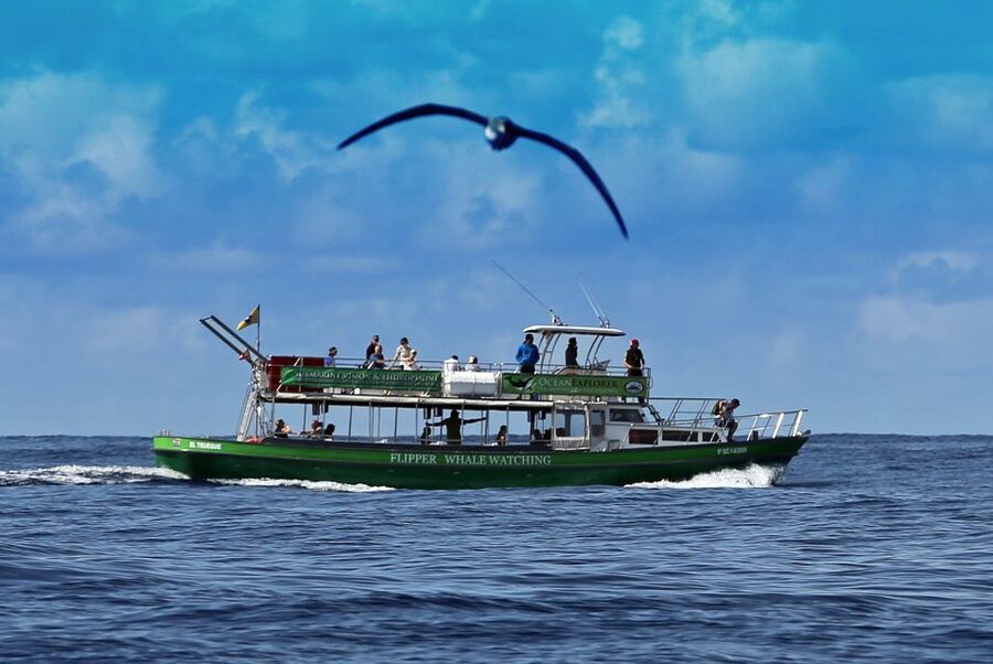 La Palma: Whale Watching Experience and Coastal Highlights - Is $68 a fair price?