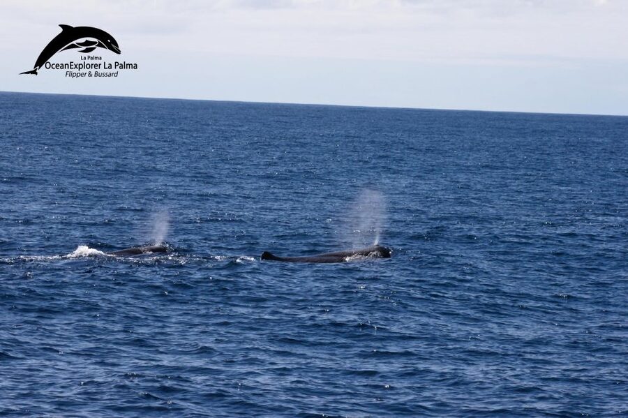 La Palma: Whale Watching Experience and Coastal Highlights - Why this La Palma boat trip is different