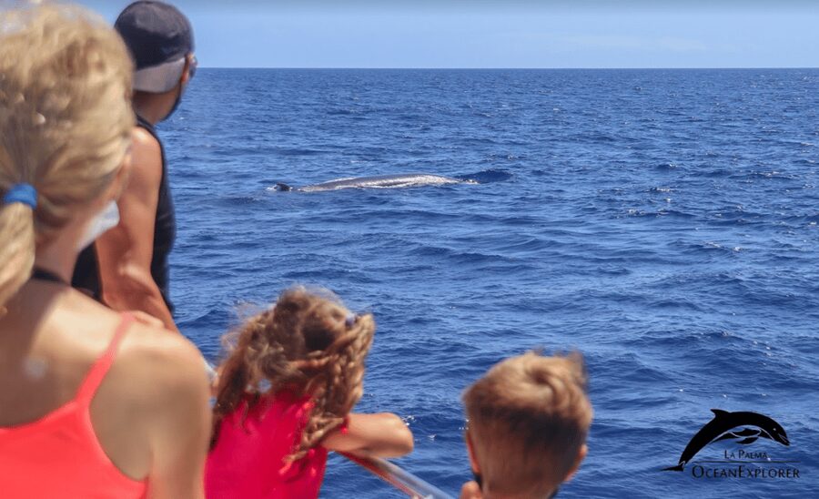 La Palma: Whale Watching Experience and Coastal Highlights - Along La Palma’s western cliffs