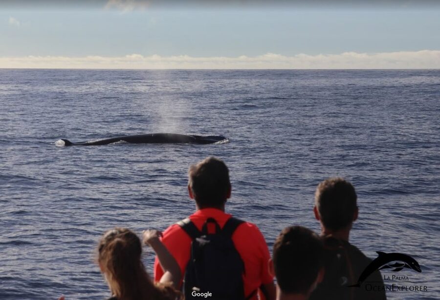 La Palma: Whale Watching Experience and Coastal Highlights - Entering Cueva Bonita