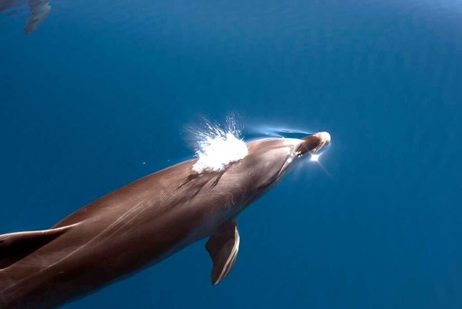 La Palma: Whale Watching Experience and Coastal Highlights - Seeing Poris de Candelaria from the water