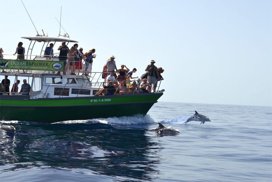 La Palma: Whale Watching Experience and Coastal Highlights - The new volcanic delta from the 2021 eruption