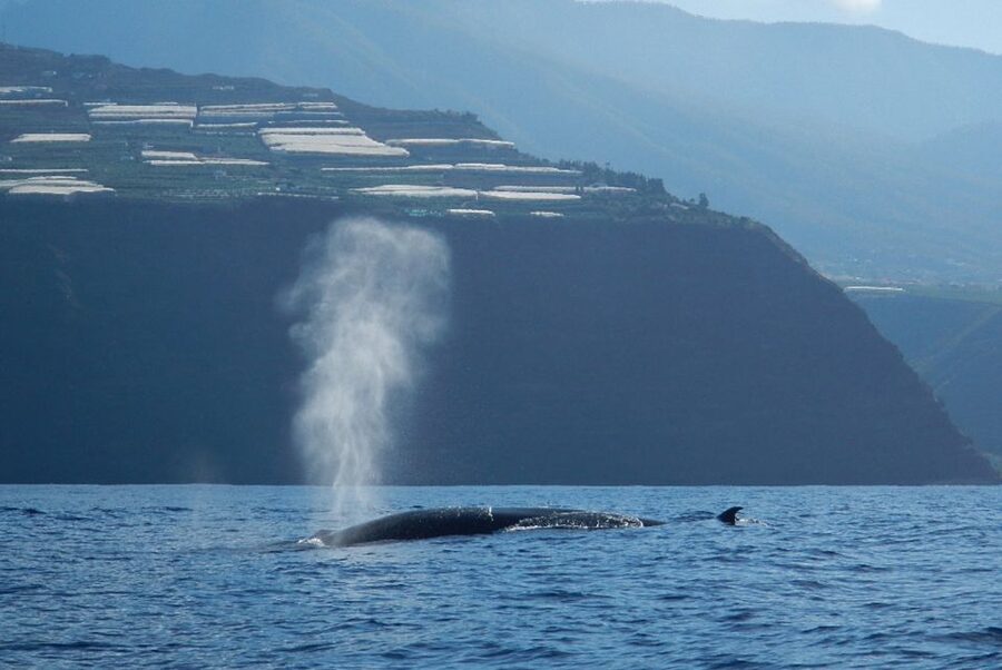 La Palma: Whale Watching Experience and Coastal Highlights - Searching for dolphins and whales