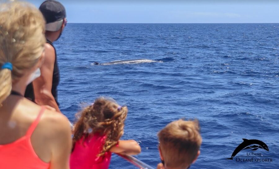 La Palma: Whale Watching Experience and Coastal Highlights - What the marine-biologist guide adds