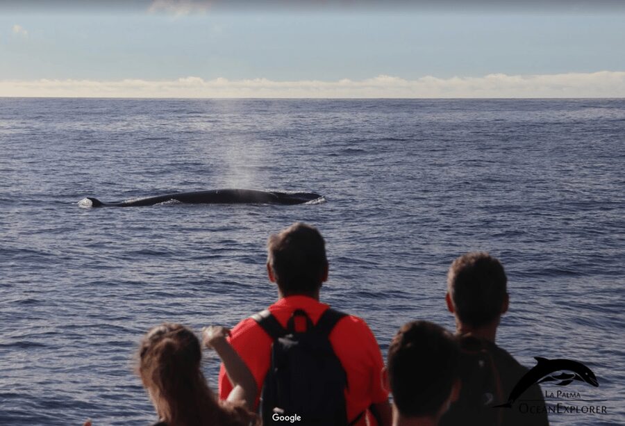 La Palma: Whale Watching Experience and Coastal Highlights - Starting at Puerto de Tazacorte