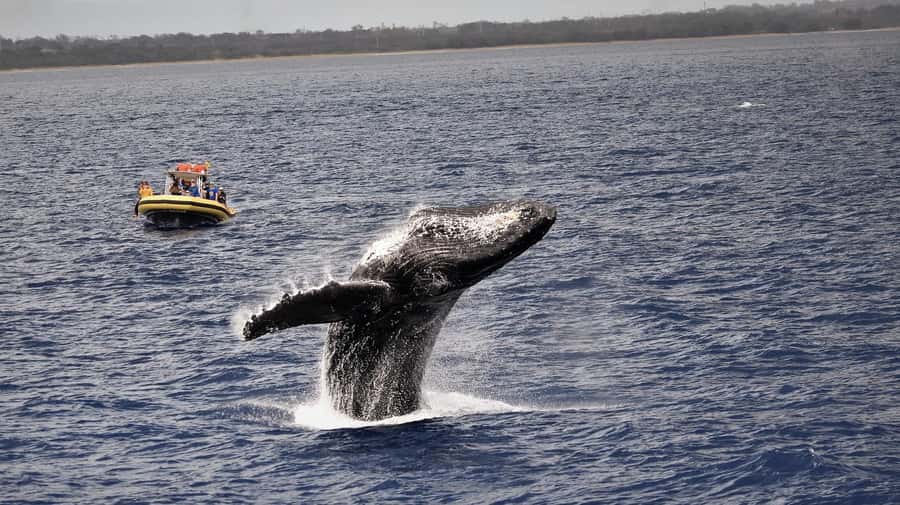 Lahaina: Day or Sunset Whale Watching Tour with Naturalist - Key points at a glance