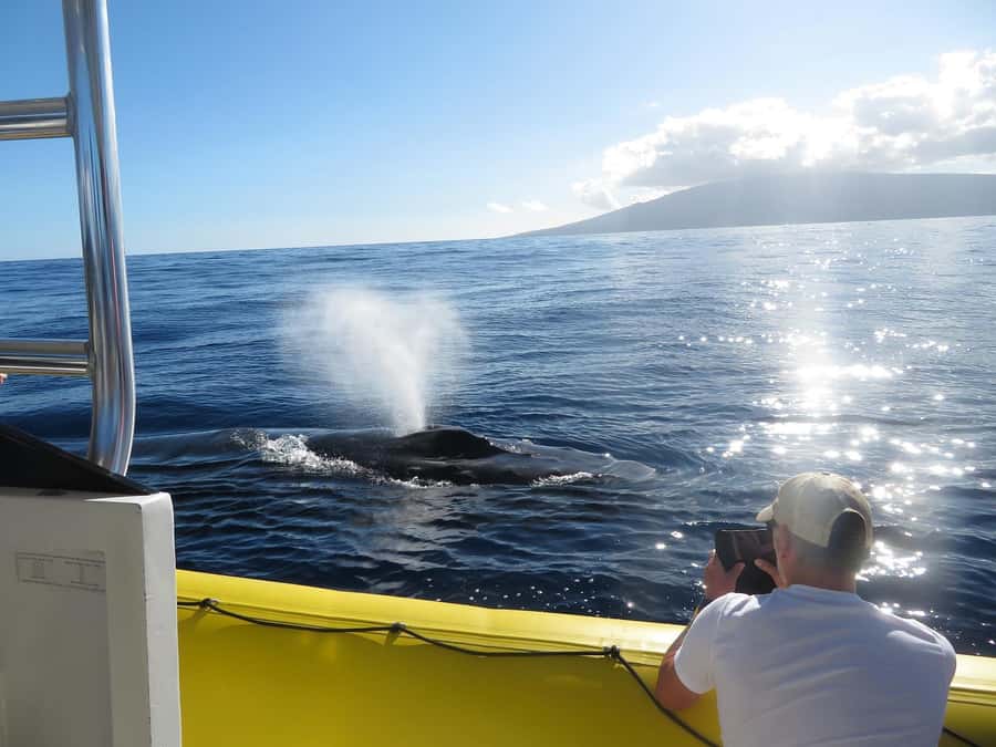 Lahaina: Day or Sunset Whale Watching Tour with Naturalist - Why this Lahaina whale tour feels different