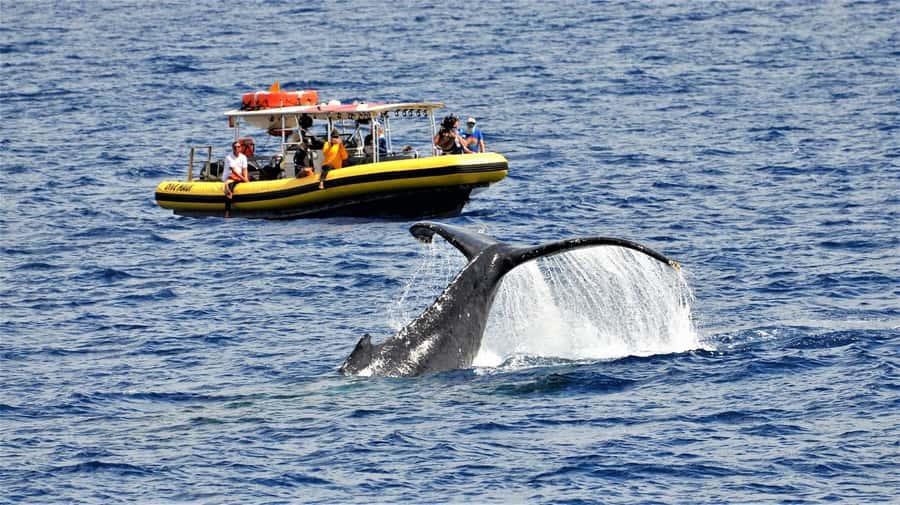 Lahaina: Day or Sunset Whale Watching Tour with Naturalist - Humpbacks in Maui’s winter waters