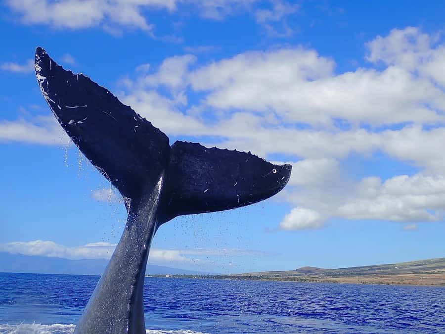 Lahaina: Day or Sunset Whale Watching Tour with Naturalist - Who should book this outing?