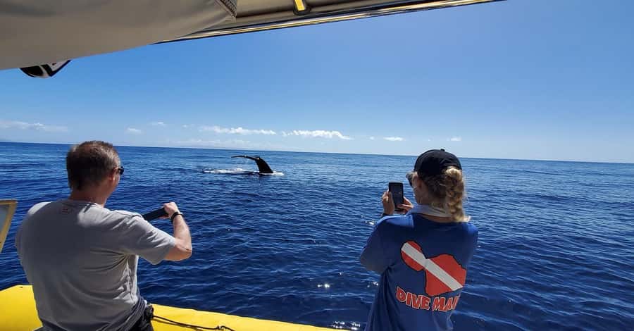 Lahaina: Day or Sunset Whale Watching Tour with Naturalist - From 1223 Front Street to the Auau Channel