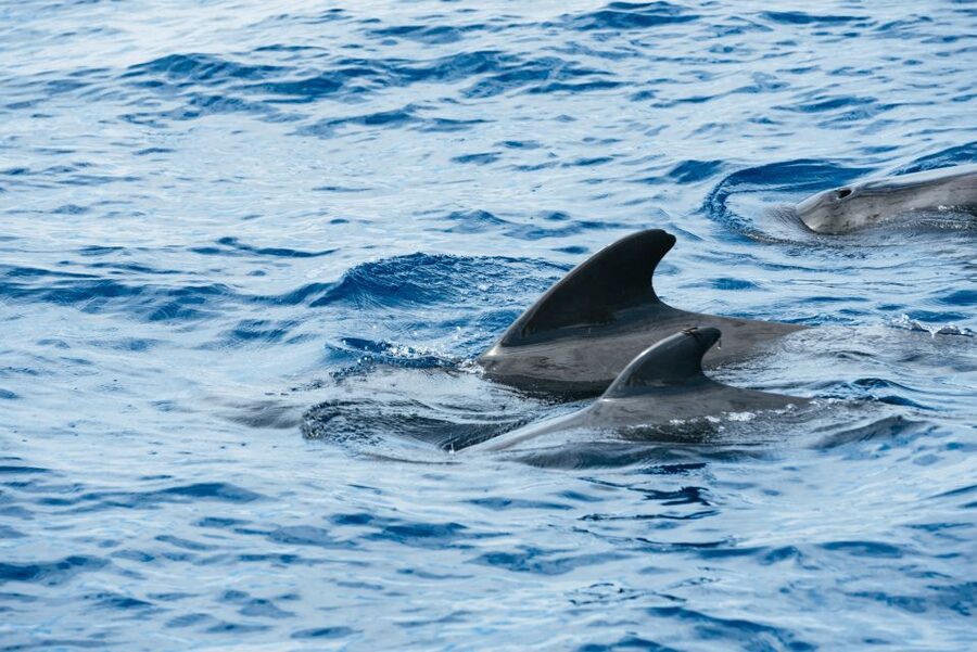 Las Galletas: Whale & Dolphin Tour with Local Skipper - Key points to know before booking