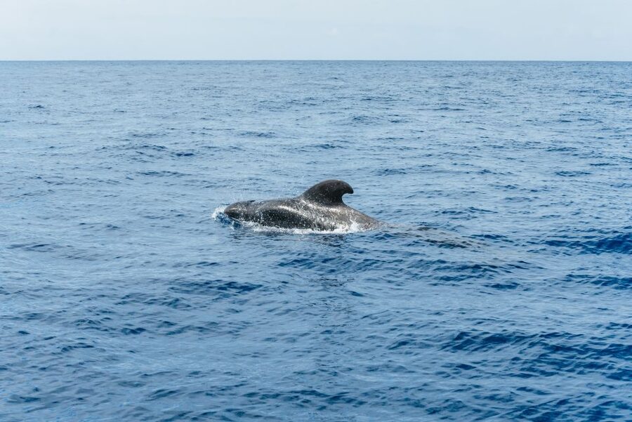 Las Galletas: Whale & Dolphin Tour with Local Skipper - Is $69 good value?