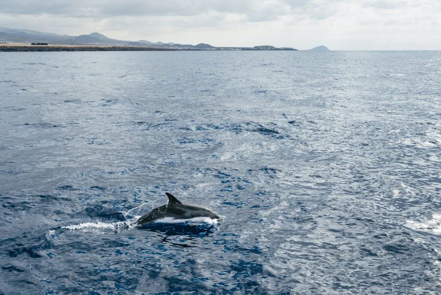 Las Galletas: Whale & Dolphin Tour with Local Skipper - Searching for whales and dolphins offshore