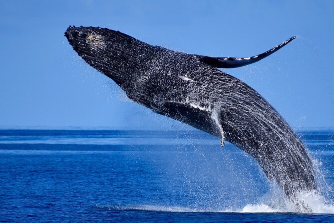 Late Morning Whale Watch Cruise on Seasmoke - Key points to know before you book