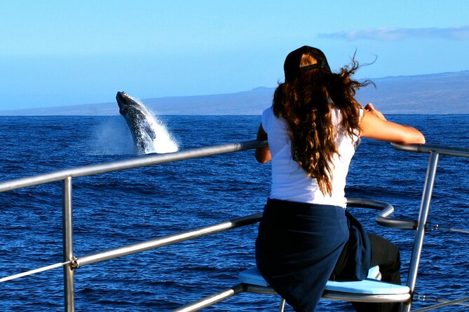 Late Morning Whale Watch Cruise on Seasmoke - Why the Kohala Coast is a good place to watch whales