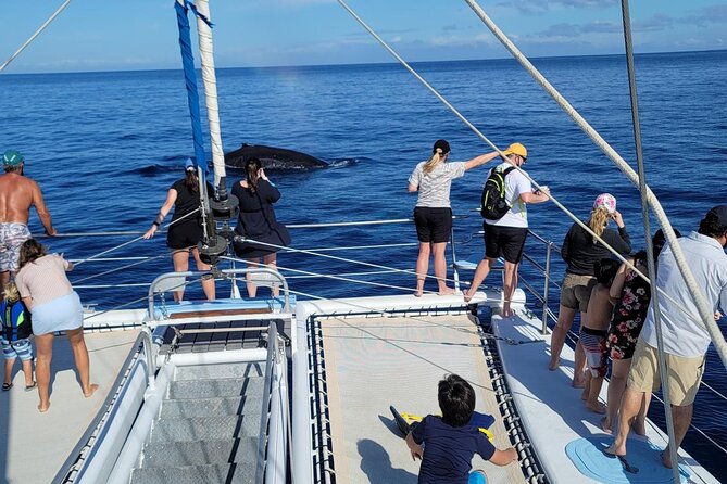 Late Morning Whale Watch Cruise on Seasmoke - What the 90-minute cruise feels like