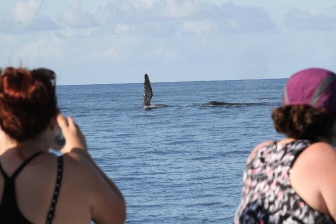 Late Morning Whale Watch Cruise on Seasmoke - Drinks, snacks, and onboard comfort