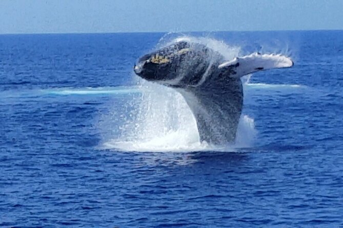 Late Morning Whale Watch Cruise on Seasmoke - Who will enjoy Seasmoke most