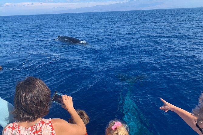 Late Morning Whale Watch Cruise on Seasmoke - From the Marriott beach to Seasmoke