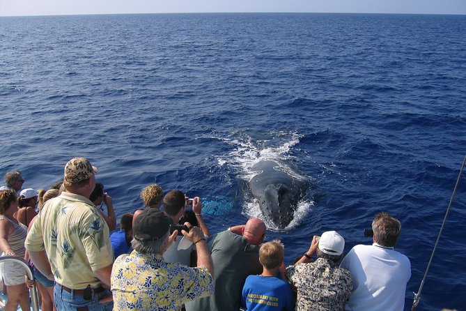 Late-Morning Whale Watch on our Power Catamaran - Why this Kohala Coast departure saves time