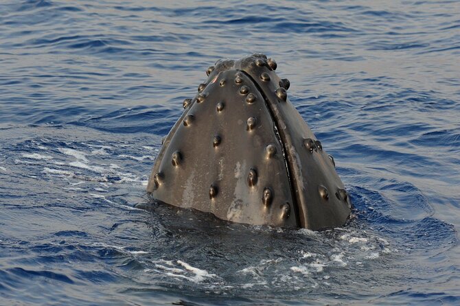 Late-Morning Whale Watch on our Power Catamaran - How strong is the $125 value?