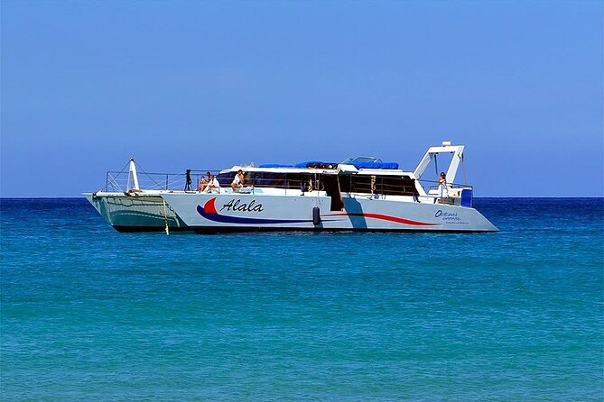 Late-Morning Whale Watch on our Power Catamaran - The real drawback: wildlife and timing