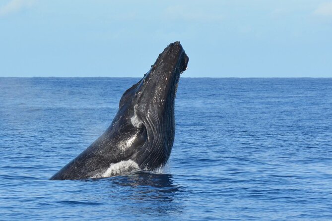 Late-Morning Whale Watch on our Power Catamaran - What the 90-minute itinerary feels like