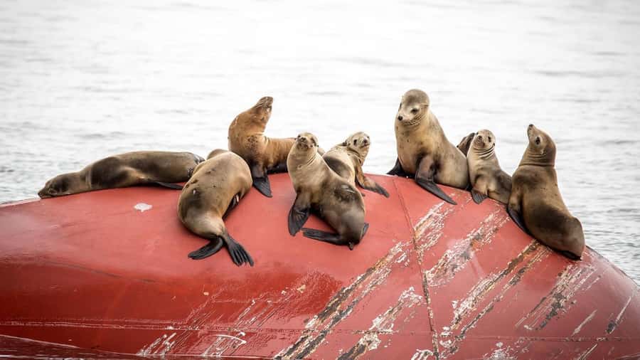 Long Beach: Whale and Dolphin Watching Cruise - A Long Beach cruise where dolphins may outshine the whales